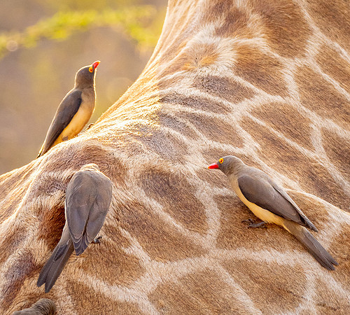 Red-Billed Oxpecker on Giraffe