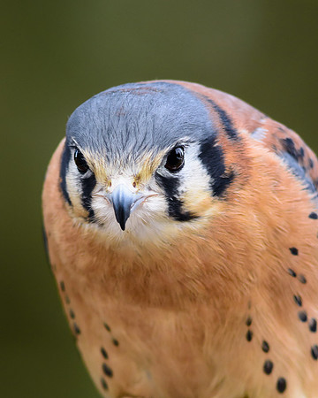Kesrtal Falcon