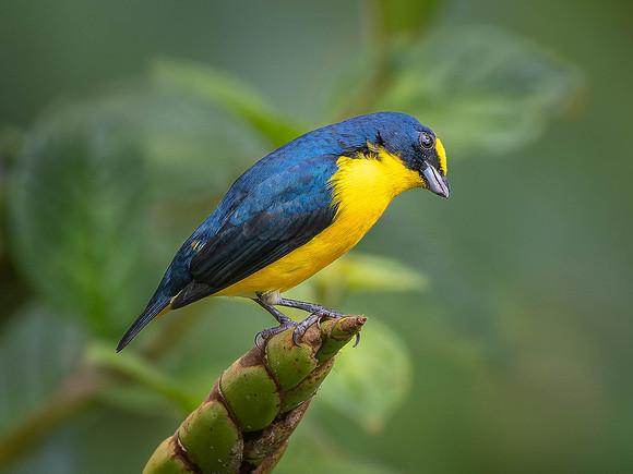 Yellow-throated Euphonia