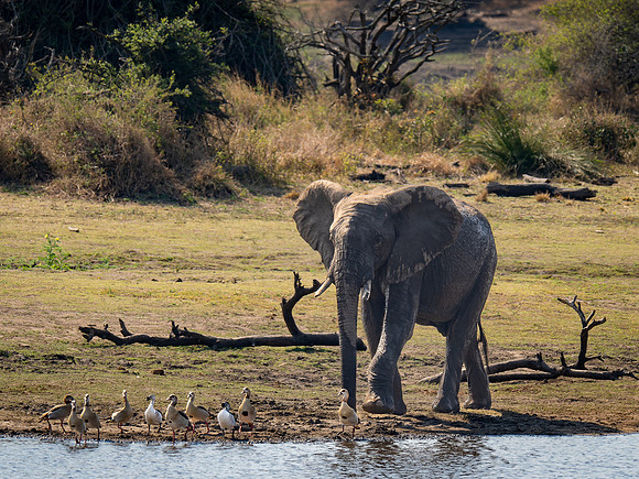 220908 Tshukudu 0341-DNG_DxO_DeepPRIME