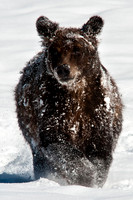 Grizzly Cub Running