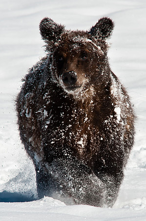 Grizzly Cub Running