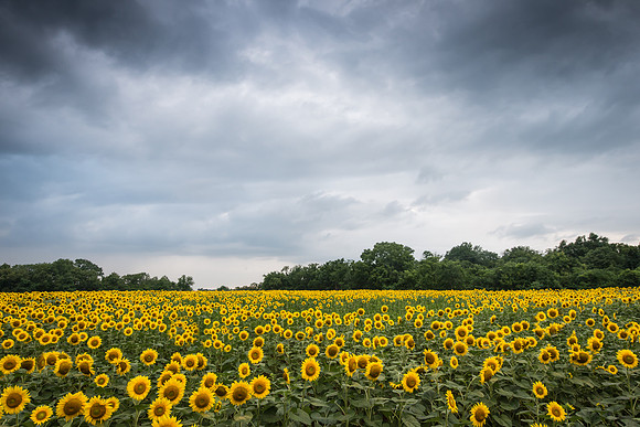 Sunflowers
