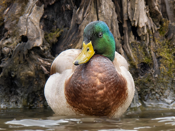 Drake Mallard Duck