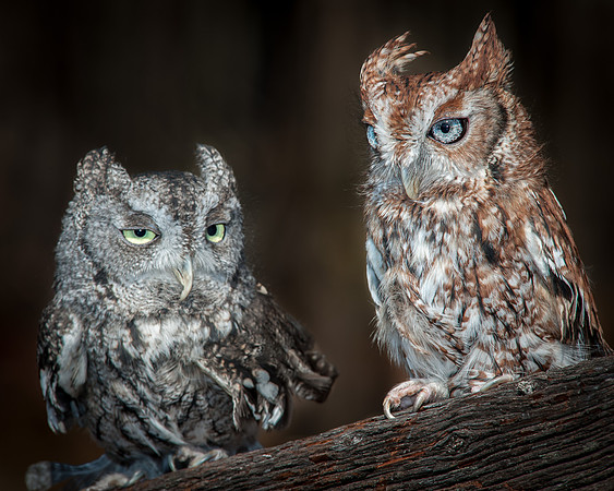 Eastern Screech Owls