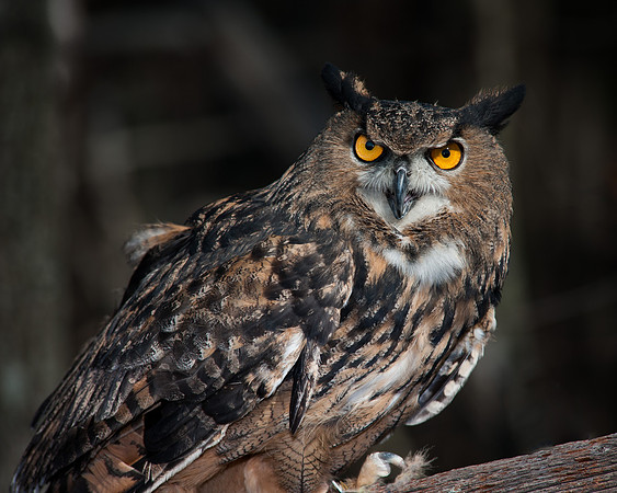 Eurasian Eagle Owl