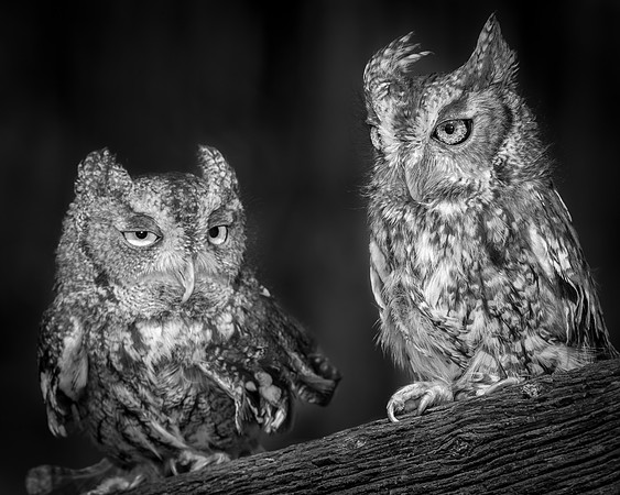 Eastern Screech Owls, Black& White