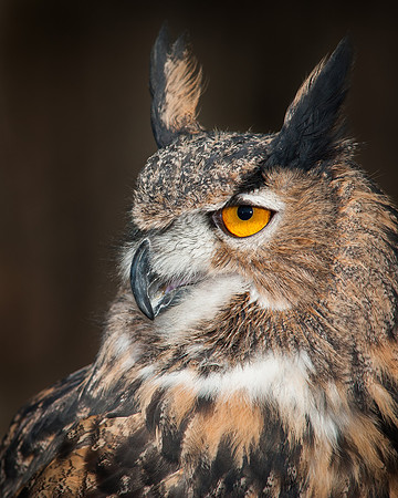 Eurasian Eagle Owl