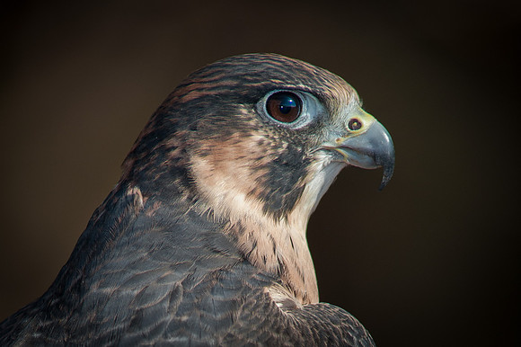 Peregrine Falcon