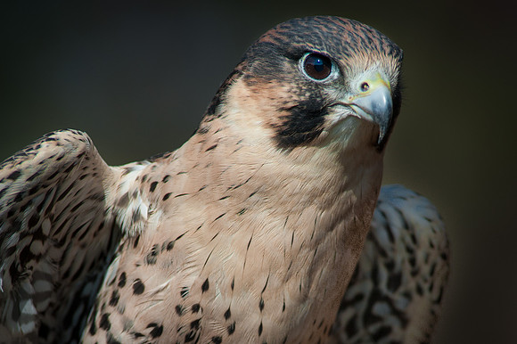 Peregrine Falcon