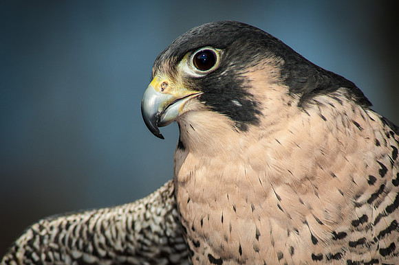 Peregrine Falcon