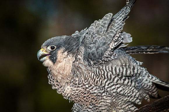 Peregrine Falcon