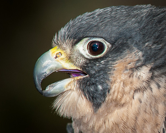 Peregrine Falcon