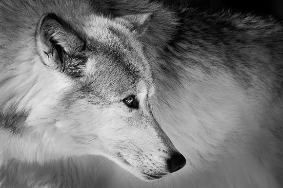 Wolf, Black & Whte