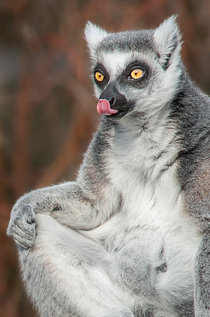 Ring Tailed Lemur
