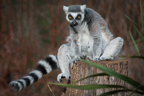Ring Tailed Lemur