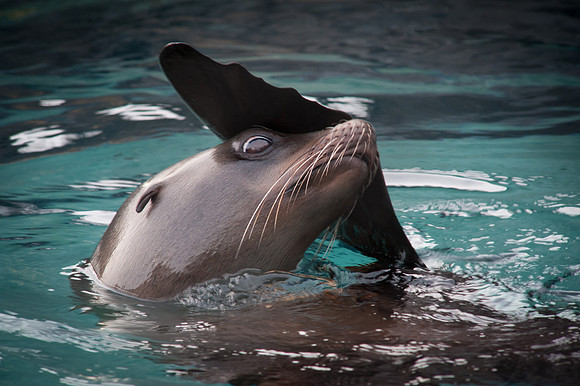 Sea Lion Grooming