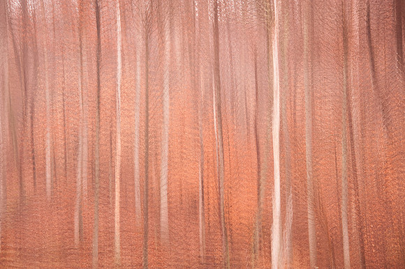 Woodlands Multi-Exposure Abstract