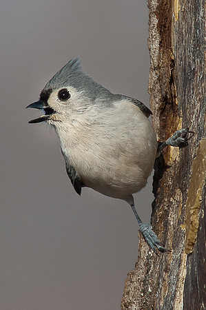Tufted Titmouse