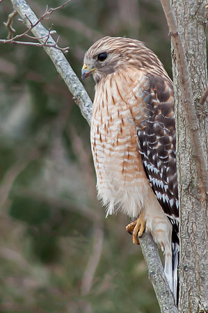 Hawk