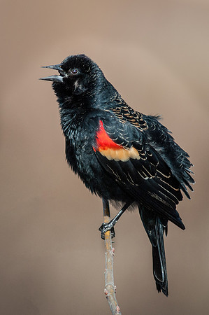 Red-Winged BlackBird