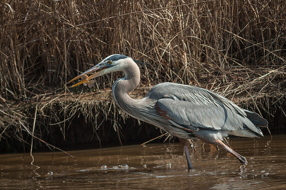 Great Blue Heron with Catifish