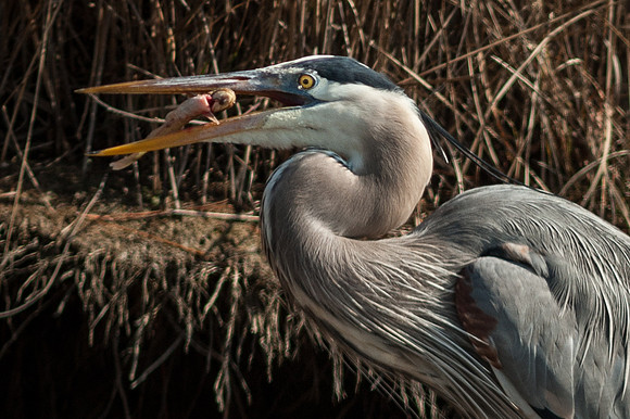 Great Blue Heron with Catfish