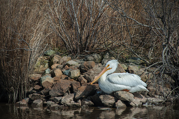 White Pelican