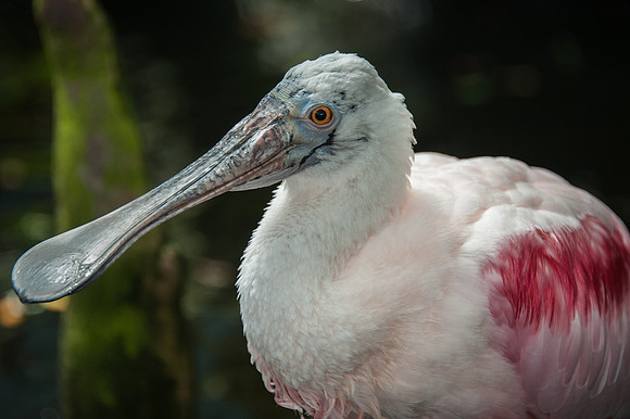 Rosette Spoonbill