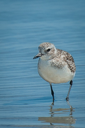 Least Sandpiper