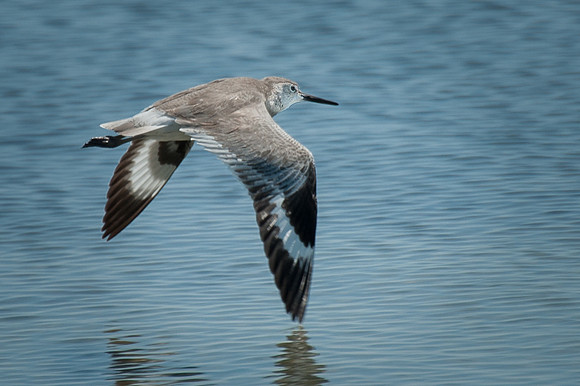 Willet in Flight