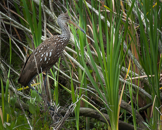 Limpkin