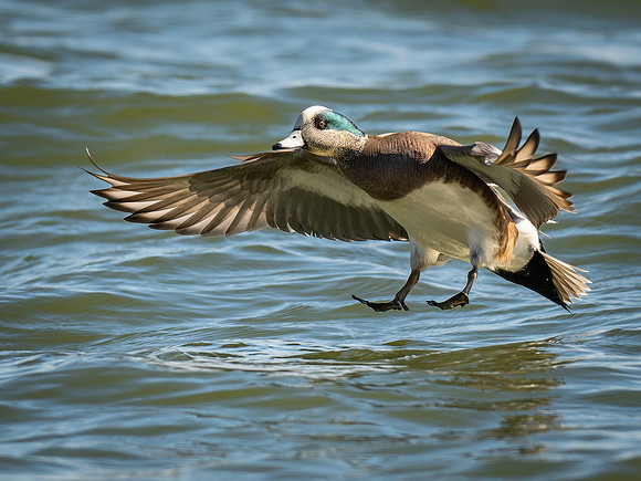 American Widgeon Drake Hitting the Brakes