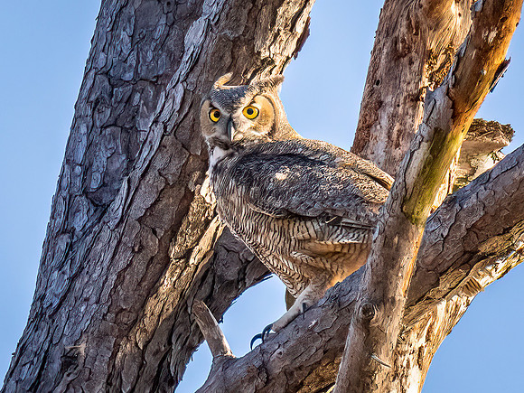 Great Horned Owl