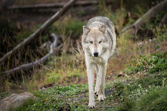 Wolf