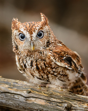 Eastern Screech Owl - Red