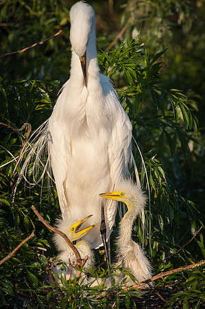 Nesting Great Egret