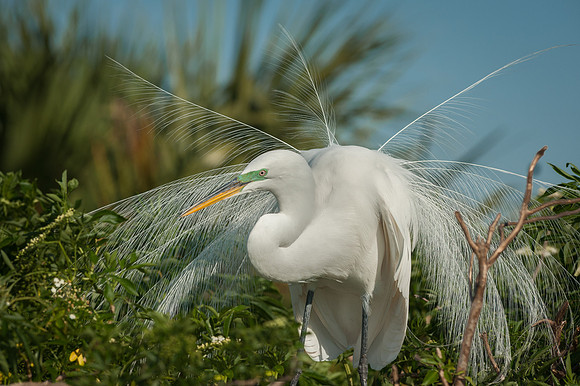 Great Egret Displaying Breeding Plumage(Aigrettes)
