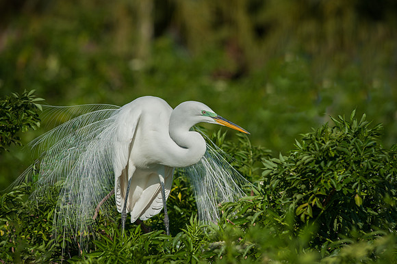 Great Egret Dispalying Breeding Plumage
