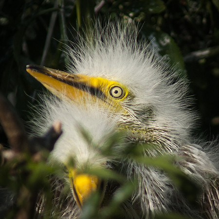 Great Egret Chicks