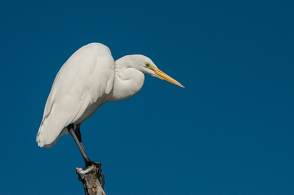 Great Egret