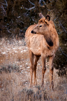 Elk Calf