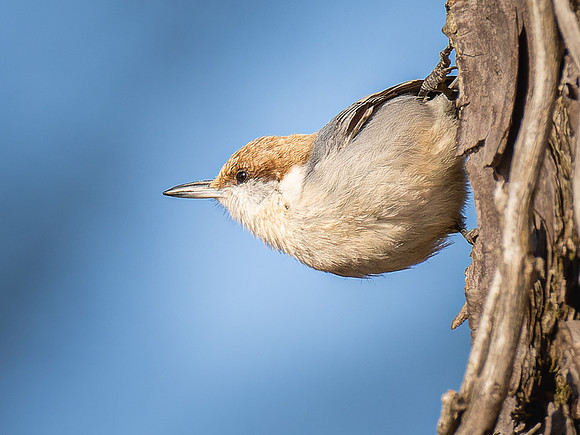 Brown-Headed Nuthatch