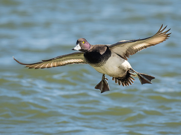 Lesser Scaup
