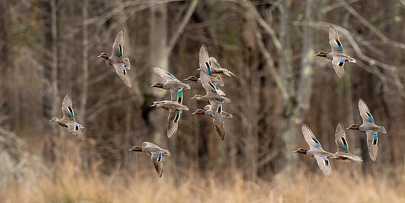 Green Winged Teals