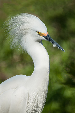 Snowy Egret