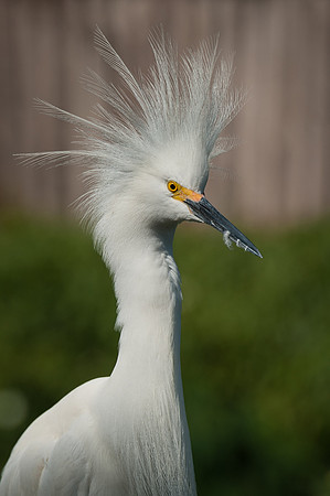 Snowy Egret