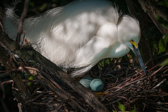 Nesting Snowy Egret