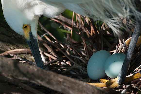 Nesting Snowy Egret