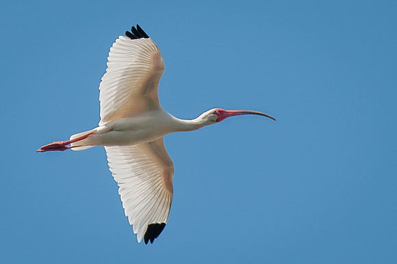 Ibis in Flight